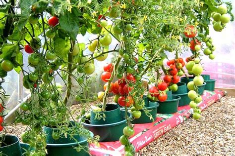 How To Grow Tomatoes In Kitchen Garden How To Grow Roma Tomatoes In