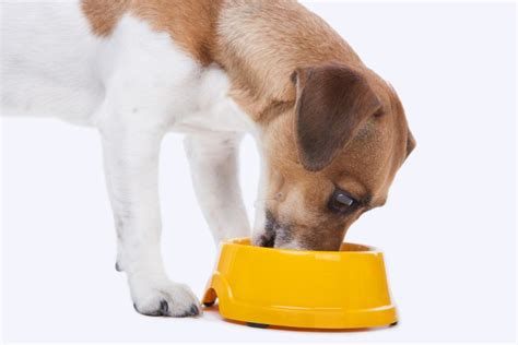 How long does digestion take for dogs? How Long Does It Take for a Dog to Digest Food? - Pet News ...