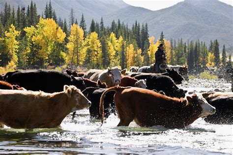 Cowboy Herding Cattle Across River By Design Picscarson Ganci
