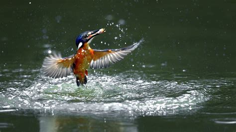 Desktop Wallpapers Common Kingfisher Birds Water Splash 1920x1080