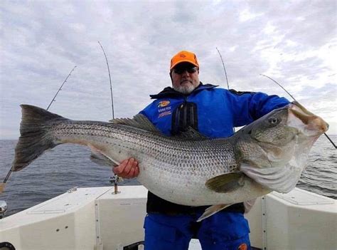 This World Record Of A Stripped Bass 81 88lbs R Theabditory
