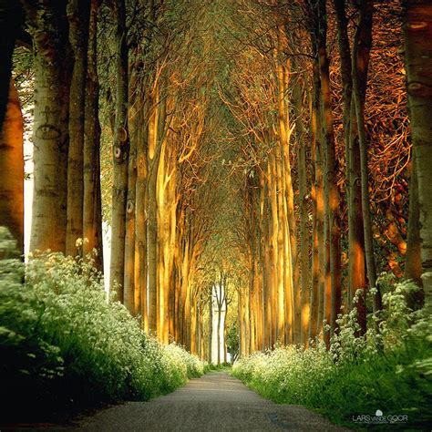 20 Magical Tree Tunnels You Should Definitely Take A Walk