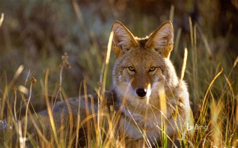 Coyote Colorado Gunnison National Park 2016 Bing Wallpaper Wallpapers