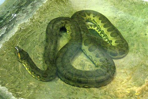 Green Anaconda Facts And Pictures