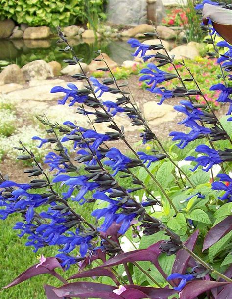 Salvia Black And Blue A Must Have For The Hummingbird Lover This