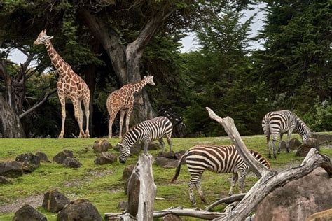 Top 10 Zoos In The Uk Revealed National