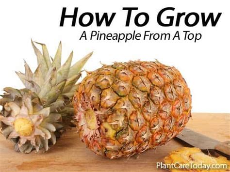 How To Grow A Sweet Tasting Pineapple From A Top