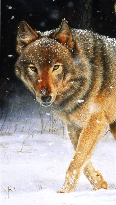 Pin By Bbtasha On Artistes Animaliers N°1 Wolf In Snow Winter