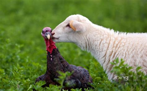 2013 Bing Animals Wallpaper Turkey Sheep