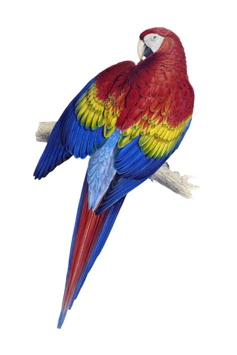 Macaw Parrot Vintage Art Free Stock Photo Public Domain Pictures