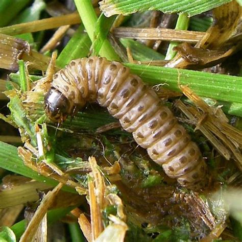 Is It True Tropical Sod Webworms Can Destroy My Tallahassee Lawn