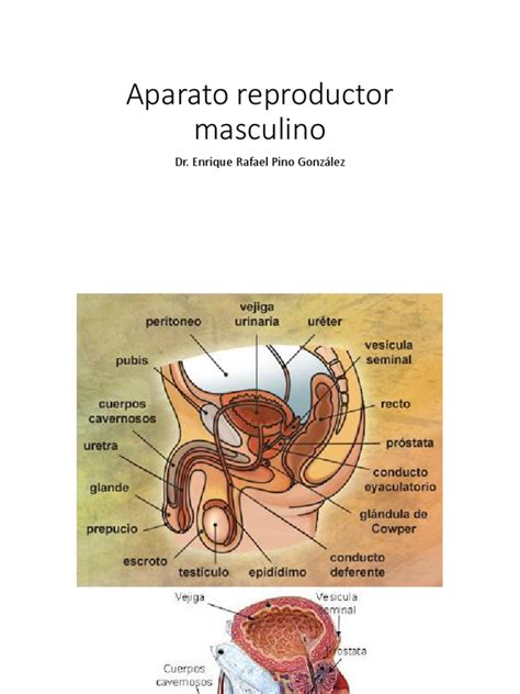 aparato reproductor masculino testículo anatomía