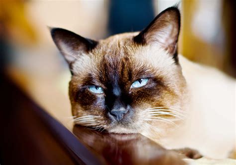 Recovery of lung cancer in cats. 4 Reasons your cat may be bored and how to detect it