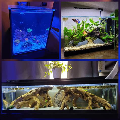 My 3 Tanks Nano Reef Planted Betta Axolotl Tank Raquarium