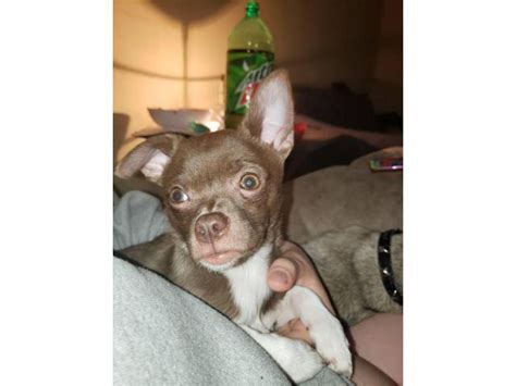 4 Months Old Male Chihuahua For Rehoming Elizabethtown Puppies For