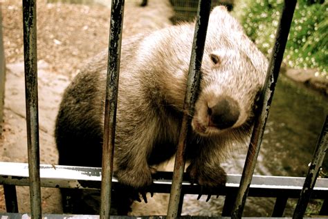 Happy International Wombat Petting Day Shave The Whales Reiseblog