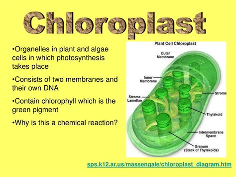 Plant cell that carries out photosynthesis. PPT - The Parts of The Cell PowerPoint Presentation, free ...