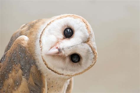 Animal Behaviour Barn Owls Make Mental Maps Like Humans Do New Scientist