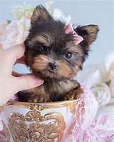 We have a list which contains most of the information about the breeders, if they have a website then they have also being. 25 Teddy Bear Dog Breeds - Cutest Dogs You Ever See ...