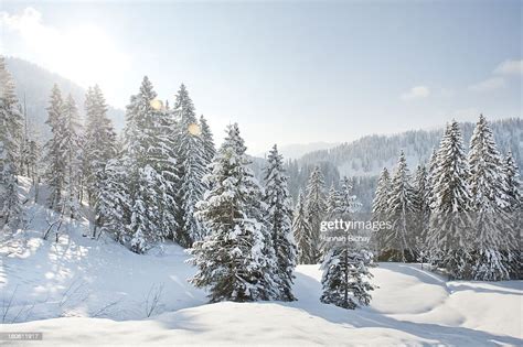 Snowcovered Landscape And Evergreens In Germany High Res Stock Photo
