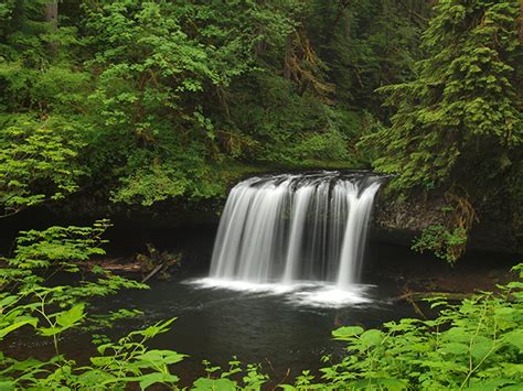 Butte Creek Falls Loop Hike Hiking In Portland Oregon And Washington