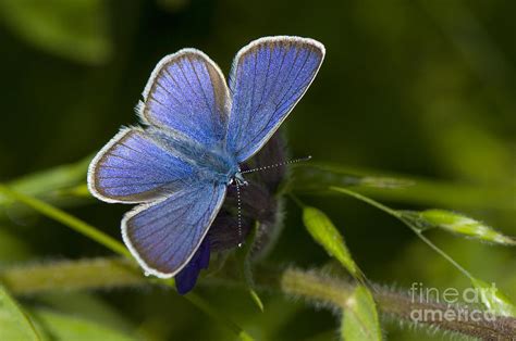 Mazarine Blue Butterfly Photograph By Steen Drozd Lund