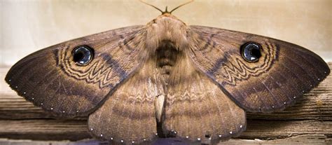 Moth 5e Creature Dandd Wiki