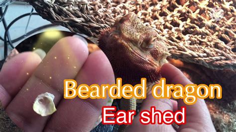 bearded dragon ear shed youtube