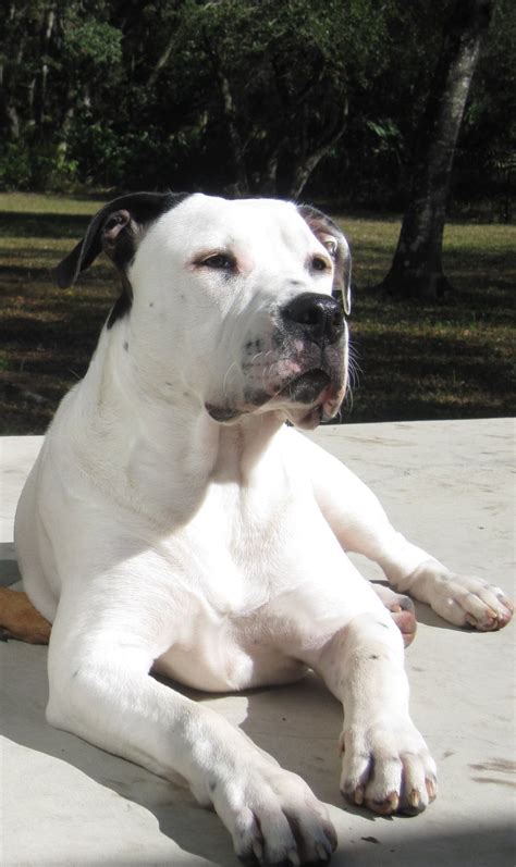 This is my pup chumley from extreme bully dog kennels at 4 1/2 months old, weighing 55 pounds. American Bulldog Rescue - 501C3 Not-for-Profit Dog Rescue ...