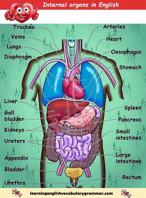 Chart Of The Human Body Organs