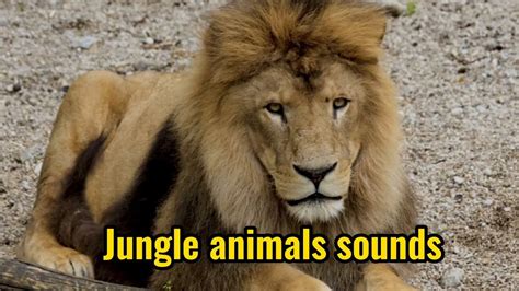 Jungle Animals Sounds Youtube