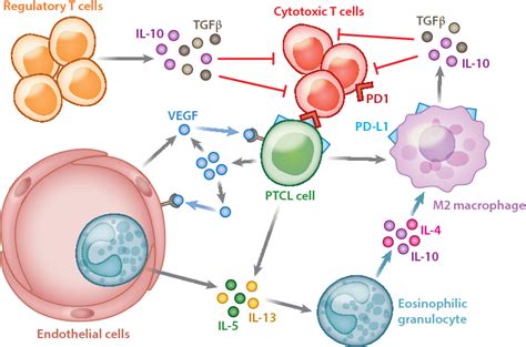 Pathogenesis Of Peripheral T Cell Lymphoma Semantic Scholar