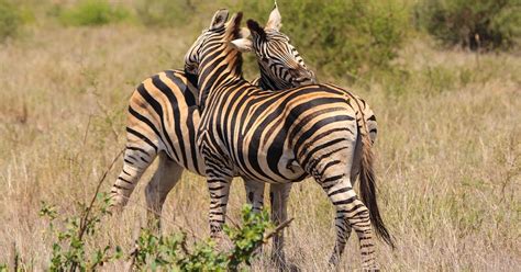 7 Animals With Bizarre Mating Rituals