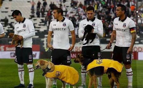 Nando bruno alfred andre de colo (born 23 june 1987) is a french professional basketball player for fenerbahçe of the turkish basketball super league and the euroleague. (((VIDEO))) El Colo Colo promueve una campaña de adopción de perros y esto ocurrió - Antorcha ...