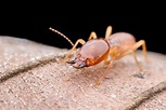 四招發現白蟻，三步驟正確應對白蟻防治，專家這樣告訴您