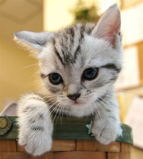 恐ろしくキュートなアメリカンショートヘアーの猫画像20選 ...