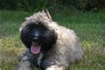 Found 7 bouvier des flandres pets and animals ads from everywhere. Bouvier Des Flandres Puppies for Sale from Reputable Dog ...