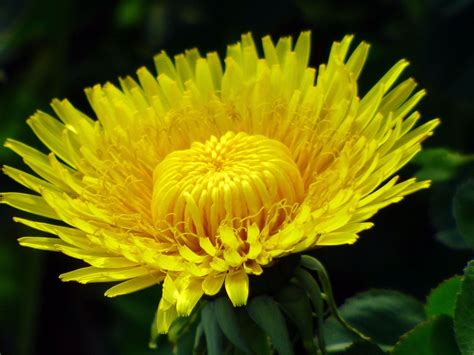 A Yellow Flower With Green Leaves In The Background