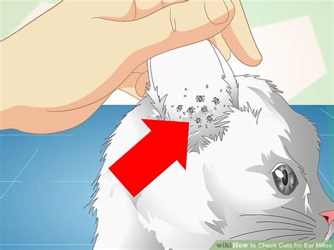 Home remedies for treating ear mites. 3 Ways to Check Cats for Ear Mites - wikiHow