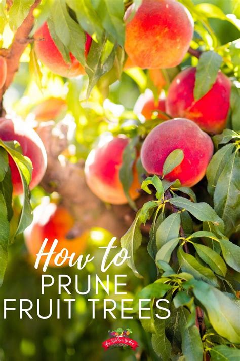 How To Prune Fruit Trees Prune Fruit Fruit Trees Pruning Fruit Trees
