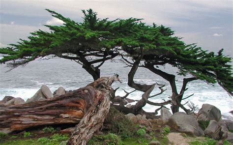 Monterey California Northern California Carmel By The Sea Heath And