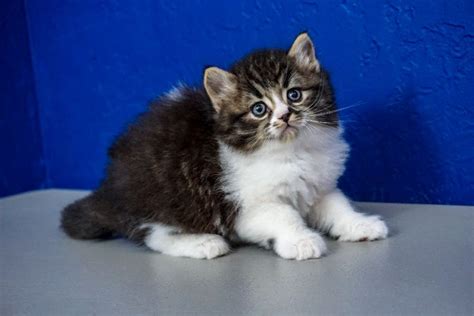 Find cats and kittens for sale, near you and across australia. Ragdoll Kittens for Sale Near Me | Buy Ragdoll Kitten ...