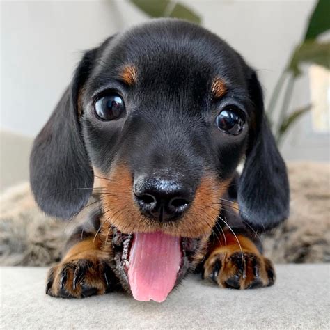 Playful Dachshund Puppies Youtube Cuccioli Di Animale Cuccioli Di