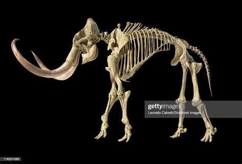 3d Illustration Of Woolly Mammoth Skeleton Side View On Black