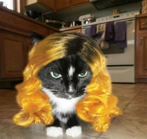 Ten Pictures Of Cats Wearing Wigs To Cheer Up Any Bad Hair Day