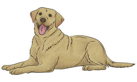 Labrador Retriever Dog Breed Peeking Color Clipart Svg