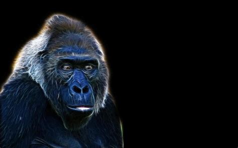 Gorilla Art Hd Desktop Wallpaper Widescreen High Definition