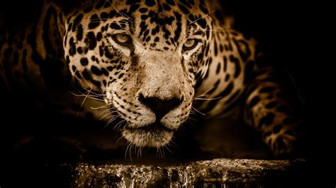 Angry Jaguar Wallpapers Top Free Angry Jaguar Backgrounds