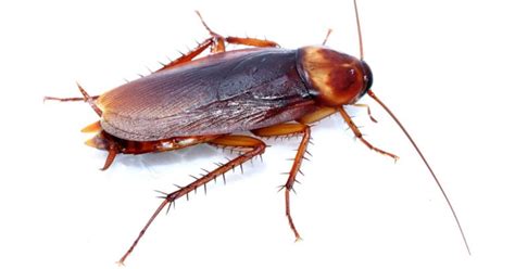 Five Horrifying Cockroach Facts Arrow Exterminating Company