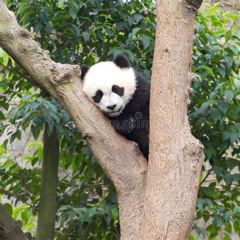 Panda Bear Sleeping In Tree Panda Research Center Chengdu China Stock